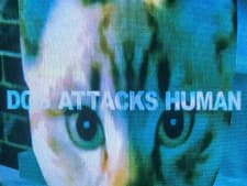 Dog Attacks Humanposter